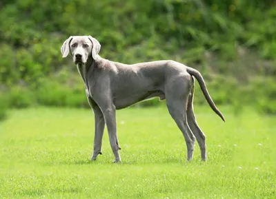 Веймаранер - описание породы собак: характер, особенности поведения,  размер, отзывы и фото - Питомцы Mail.ru