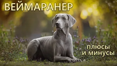 Веймаранер - «ღ ВЕЙМАРАНЕР (веймарская легавая)❤. Очень необычная порода+много  фото С ОБНОВЛЕНИЯМИ» | отзывы