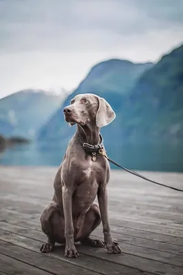 Веймаранер: стандарты породы, 🐕 характер, питание, дрессировка, фото