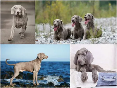 Веймаранер | Weimaraner puppies, Beautiful dogs, Dogs