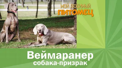 Собака Weimaraner породы стоковое изображение. изображение насчитывающей  краткость - 96244241