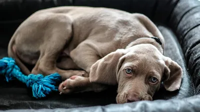 Порода собак серого цвета - 64 фото