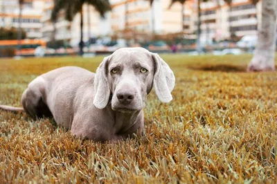 Веймаранер Украина Weimaraner Ukraine