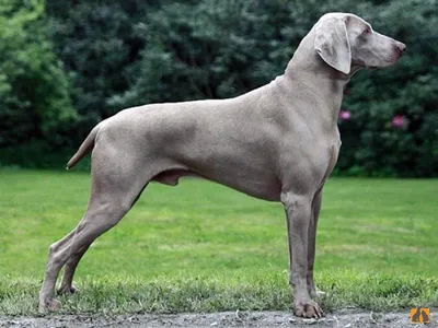 Собака Weimaraner породы стоковое фото. изображение насчитывающей ангстрома  - 96726930