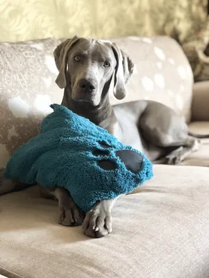 картинки : собака, Домашнее животное, Макрос, Млекопитающее, Weimaraner,  Крупным планом, Позвоночный, порода собаки, Чесапикский ретривер,  Фотографии животных, Собака, как млекопитающее, Карниворан, Wirehaired  Vizsla 6000x4000 - - 1164643 - красивые ...