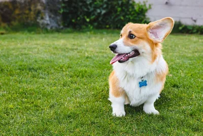 10 удивительных фактов о собаках породы корги