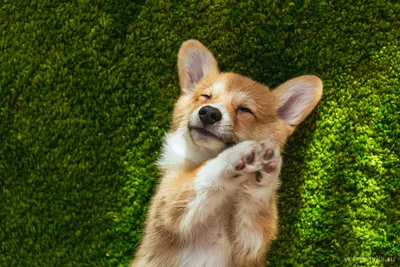 Собака вельш-корги пемброк: 🐕 фото, описание и характер породы