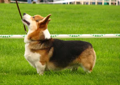 Вельш-корги-пемброк - описание породы собак: характер, особенности  поведения, размер, отзывы и фото - Питомцы Mail.ru