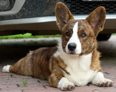 10 удивительных фактов о собаках породы корги