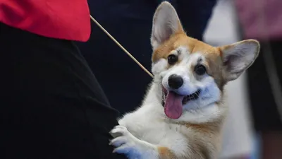 Порода собак корги: фото, описание и характеристика | Блог на VetSpravka.ru