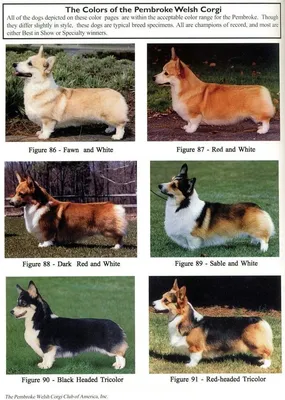 Вельш-корги-пемброк - описание породы собак: характер, особенности  поведения, размер, отзывы и фото - Питомцы Mail.ru