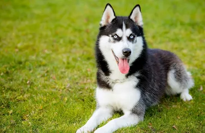 Восточноевропейская овчарка стандарт породы на сайте интернет-магазина  puppyshow.ru