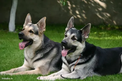 Видео: 10 самых добрых пород собак