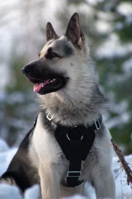 Восточноевропейская Овчарка Купить Щенка 🐕 «Русский Амулет»