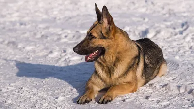 Альтернатива немецкой овчарке\": порода собак, готовая поспорить с немцем за  звание умнейшей собаки ч.2 | Ленни и чёрно-белые Псы | Дзен