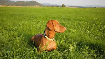 Венгерская выжла собака: описание, характер, фото, цена