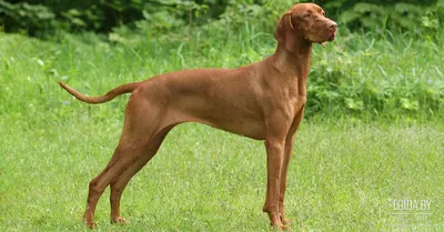 Венгерская выжла собака: фото, характер, описание породы