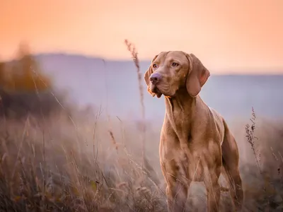 Vizsla Kennel ASPER Petrus - ВЫЖЛЫ 🐕 бывают разные!!! На этом фото  законный представитель ВЕНГЕРСКОЙ ЛЕГАВОЙ, порода ЖЕСТКОШЕРСТНАЯ ВЕНГЕРСКАЯ  ВЫЖЛА. ⠀ Я жалею, что я не встретила ее 10 лет назад, когда