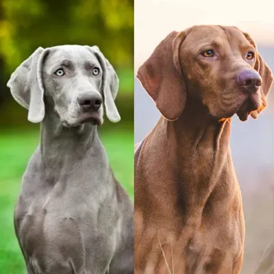 Венгерская выжла (Vizsla) - это большая, активная и очень умная порода собак.  Фото, описание породы, отзывы.