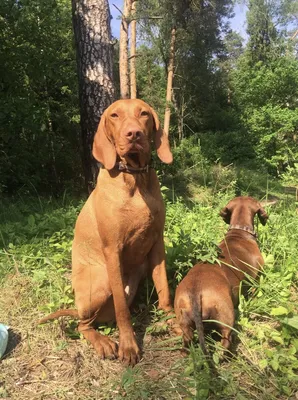 Венгерская выжла - Hunting dog