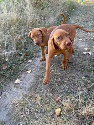 Венгерская выжла (легавая): 🐕 описание породы собак, характер, фото