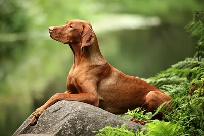 Описание породы собак - Венгерская легавая (выжла) жесткошерстная