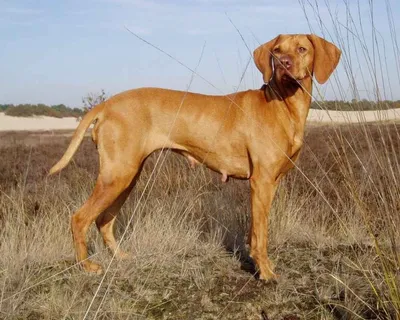 Венгерская выжла (Vizsla) - это большая, активная и очень умная порода собак.  Фото, описание породы, отзывы.