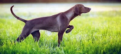 Собака Венгерская Выжла — описание, фото, характеристика