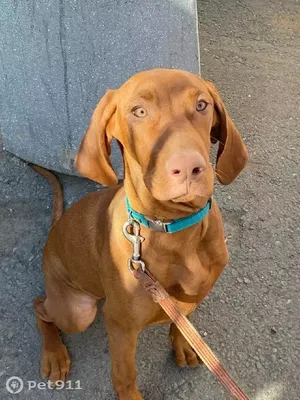 Венгерская выжла (легавая): 🐕 описание породы собак, характер, фото