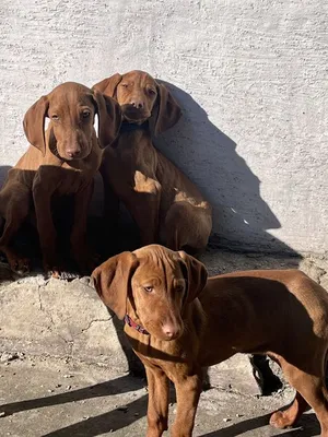 Венгерская выжла: характер, описание, содержание [фото и видео] | Vizsla  dogs, Vizsla, Hungarian vizsla