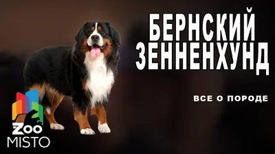 БЕРНСКИЙ ЗЕННЕНХУНД - LOVE FERPLAST