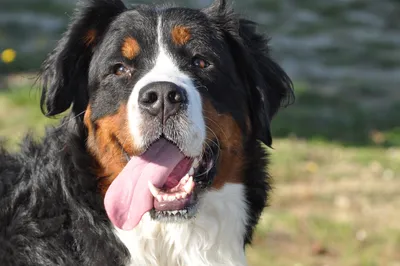 Швейцарская порода собаки Бернский зенненхунд (Berner Sennenhund.