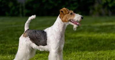 Гладкошерстный фокстерьер - это умная порода собак, которая обладает  огромным количеством энергии.