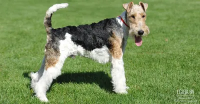 Фокстерьер жесткошерстный - фото породы собаки, характеристика и описание  характера фокстерьера жесткошерстного | Royal Canin