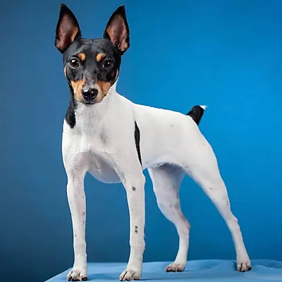 Fox terrier Стоковые фотографии, картинки, все без лицензионных отчислений  - Envato Elements