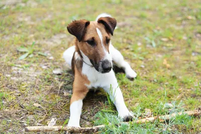 Fox-терьер породы собаки стоковое фото. изображение насчитывающей сад -  40542196
