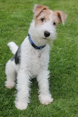 Fox terrier Стоковые фотографии, картинки, все без лицензионных отчислений  - Envato Elements