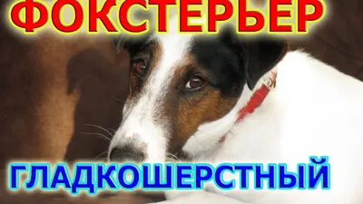 Американский той фокс терьер,редкая,маленькая порода: 599 $ - Собаки Днепр  на Olx