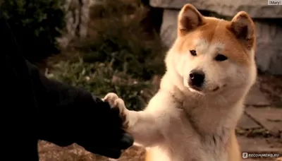 Настоящая история пса, которая легла в основу фильма «Хатико» (И была еще  трогательнее, чем кино) / AdMe