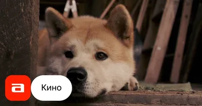 Хатико Самый верный друг / Hachiko: A Dog's Story (2009, фильм) - «Фильм,  который заставил меня реветь.. Хатико:(» | отзывы