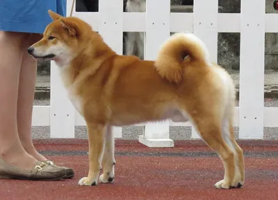 Корма для животных \"LiveRa\" - АКИТА-ИНУ Каждый из нас хоть раз в жизни  проливал слезу в конце фильма «Хатико»🥲 Давайте познакомимся с породой  этой собаки, которая пришла к нам из Японии, поближе!🐕