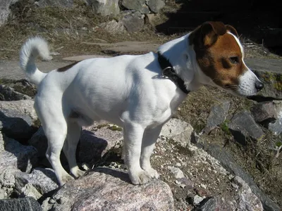 Собака из фильма «Маска»: фото собаки, цена, какая порода