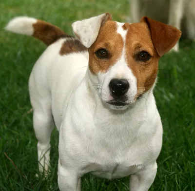 Джек-Рассел терьер (фото) - жизнерадостная порода собаки из фильма \"Маска\"