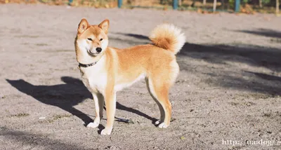 Сиба-ину [Shiba]