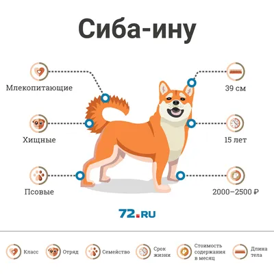 Японские породы собак с фотографиями и названиями