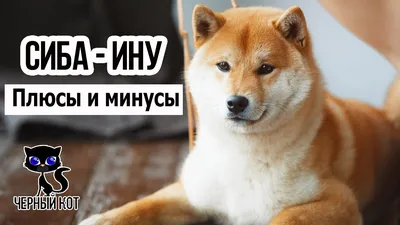 Собака-улыбака: тюменка рассказала про содержание любимого пса породы сиба- ину - 6 апреля 2018 - 72.ру