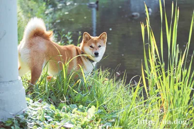 счастливая собака шиба ину на желтом. портрет улыбки рыжей японской собаки.  Стоковое Изображение - изображение насчитывающей японско, фото: 220738967