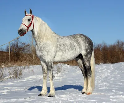ᐈ Найбільший кінь у світі - 10 найбільших порід коней у світі - великі коні  - самі великі коні 2024