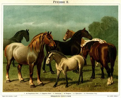 Список порід коней — Вікіпедія