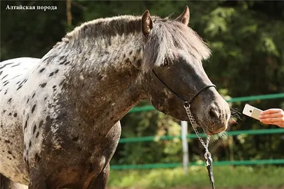 Умер самый большой в мире конь. Как он выглядел - 08.07.2021, Sputnik  Кыргызстан